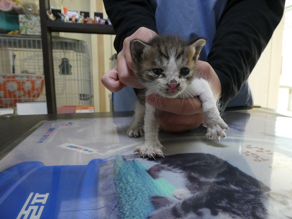종료(자연사) 한국…